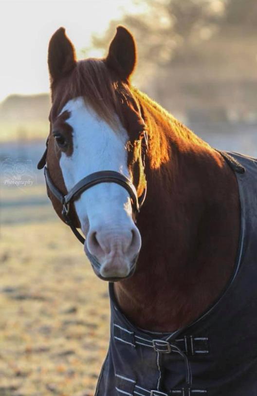 Paint Felix billede 9