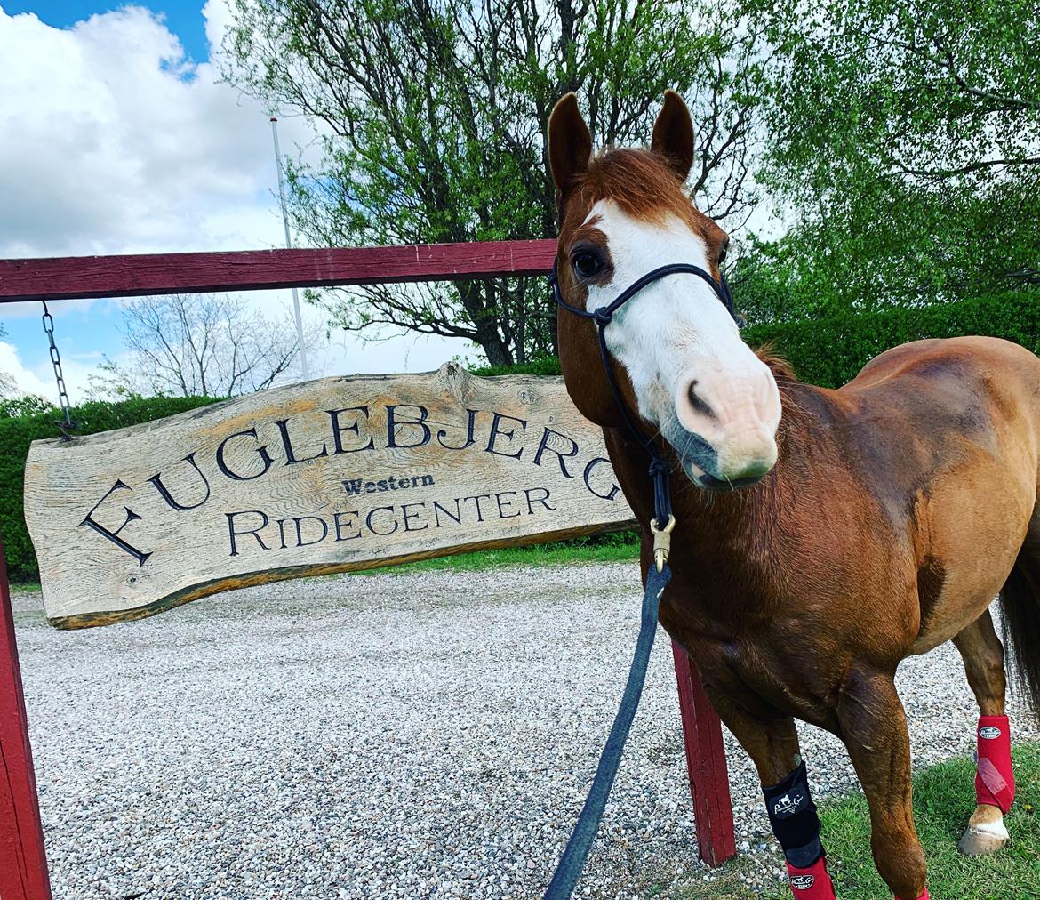 Paint Felix billede 8