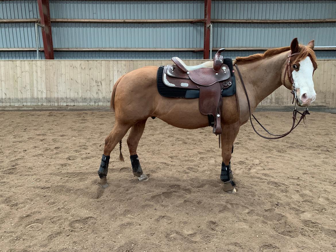 Paint Felix billede 10