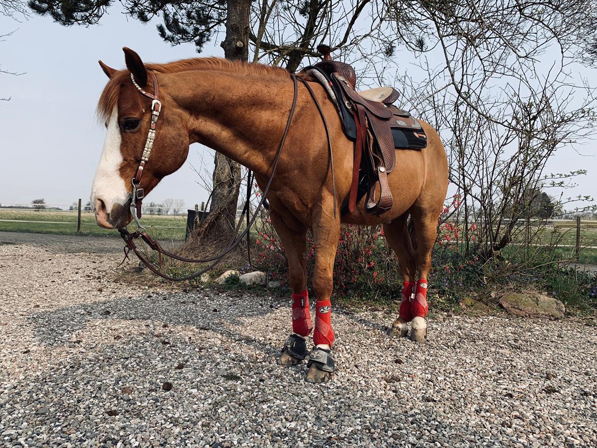 Paint Felix billede 14