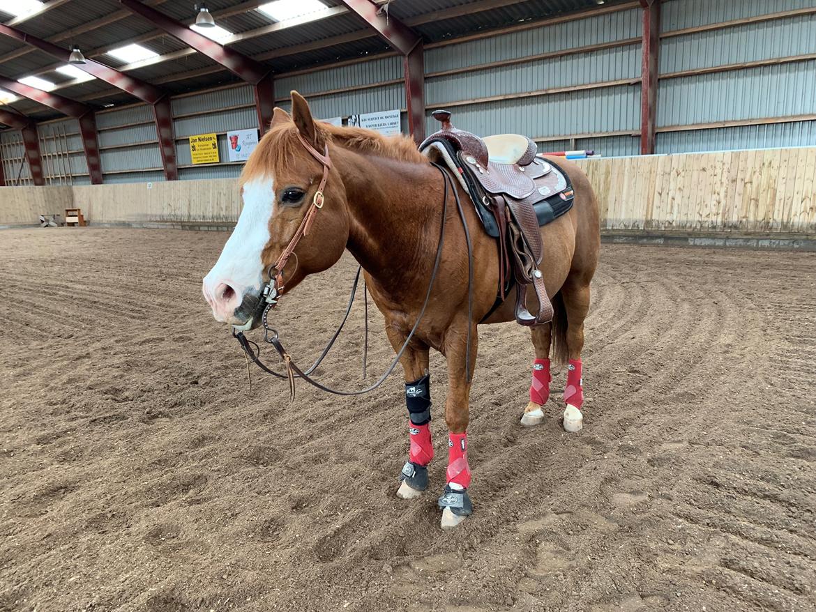 Paint Felix billede 15