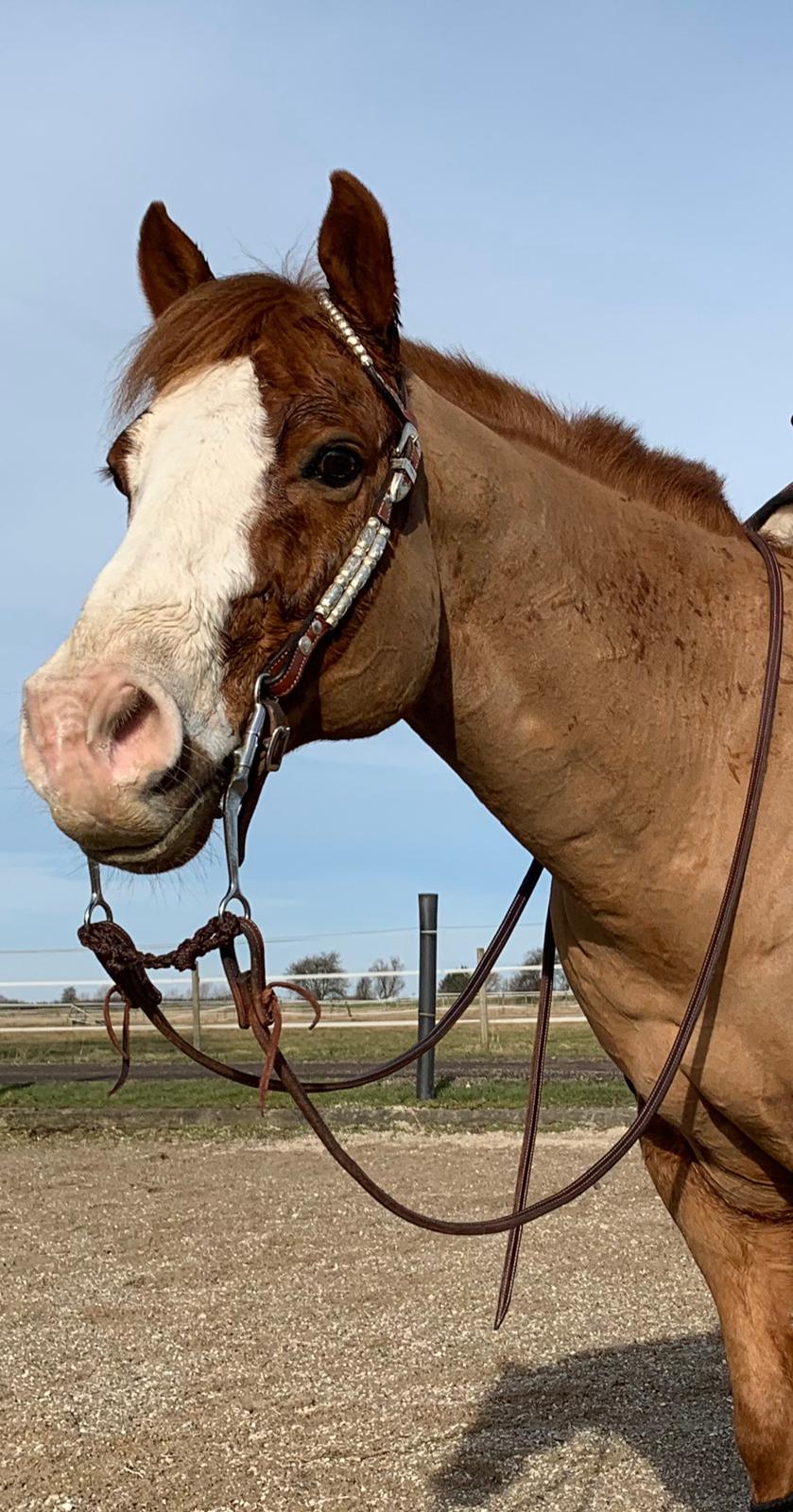 Paint Felix billede 12