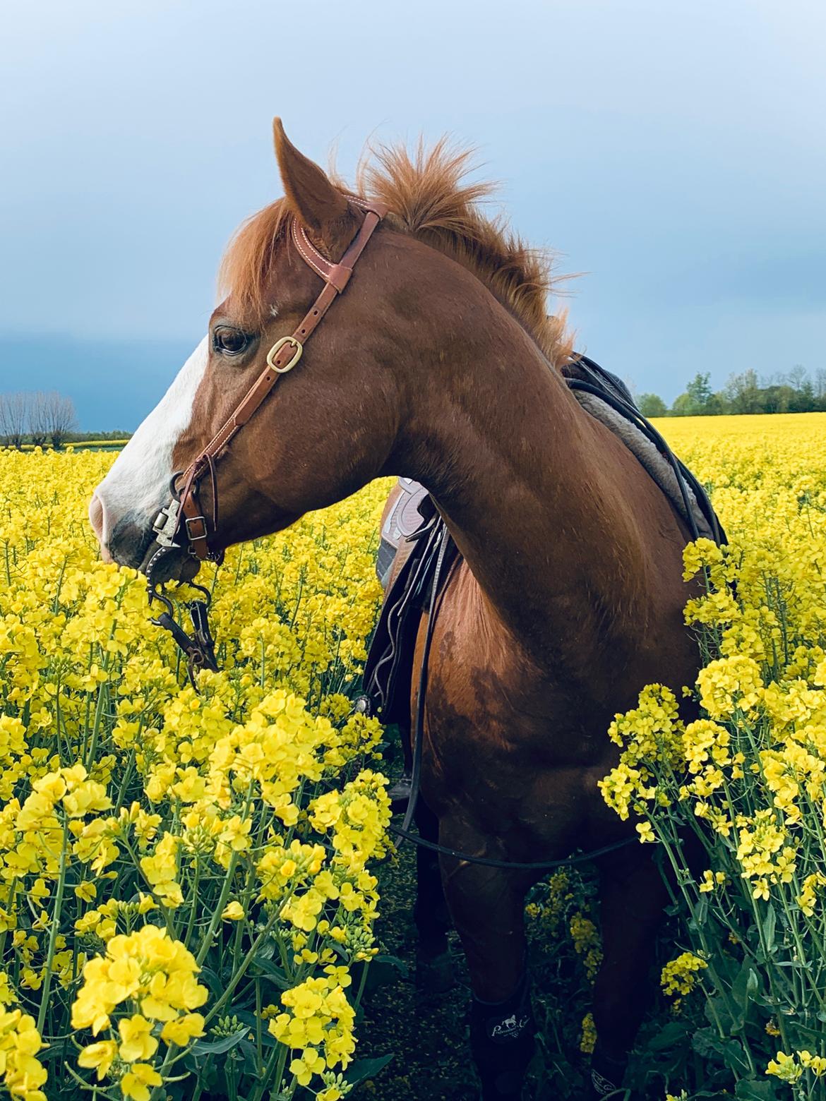 Paint Felix billede 17