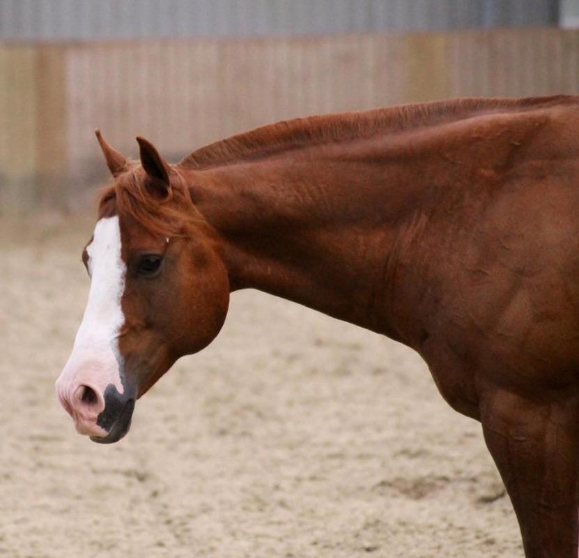 Paint Felix billede 18