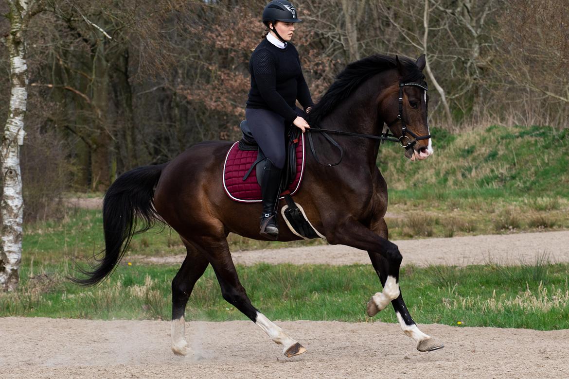 Dansk Varmblod Foulum´s Dia billede 3