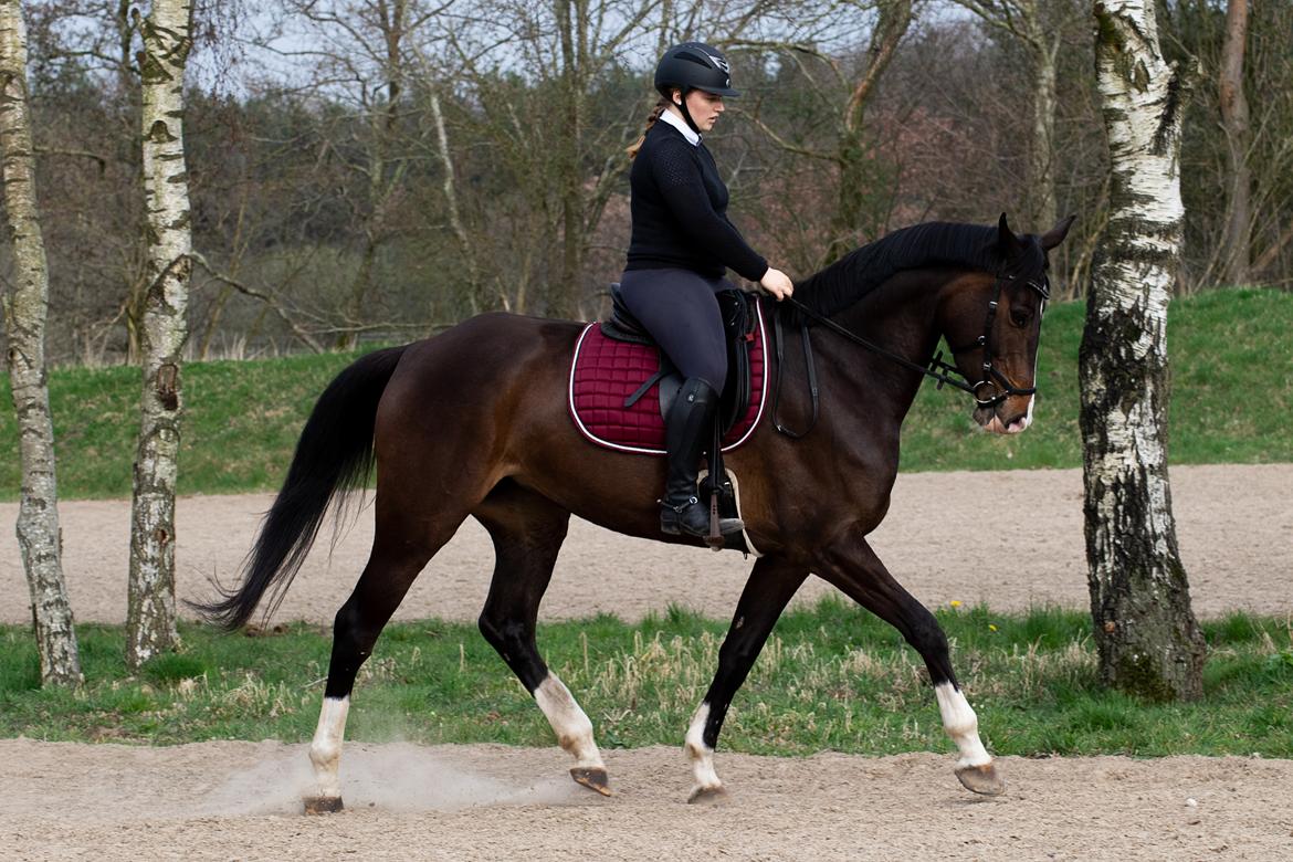 Dansk Varmblod Foulum´s Dia billede 5