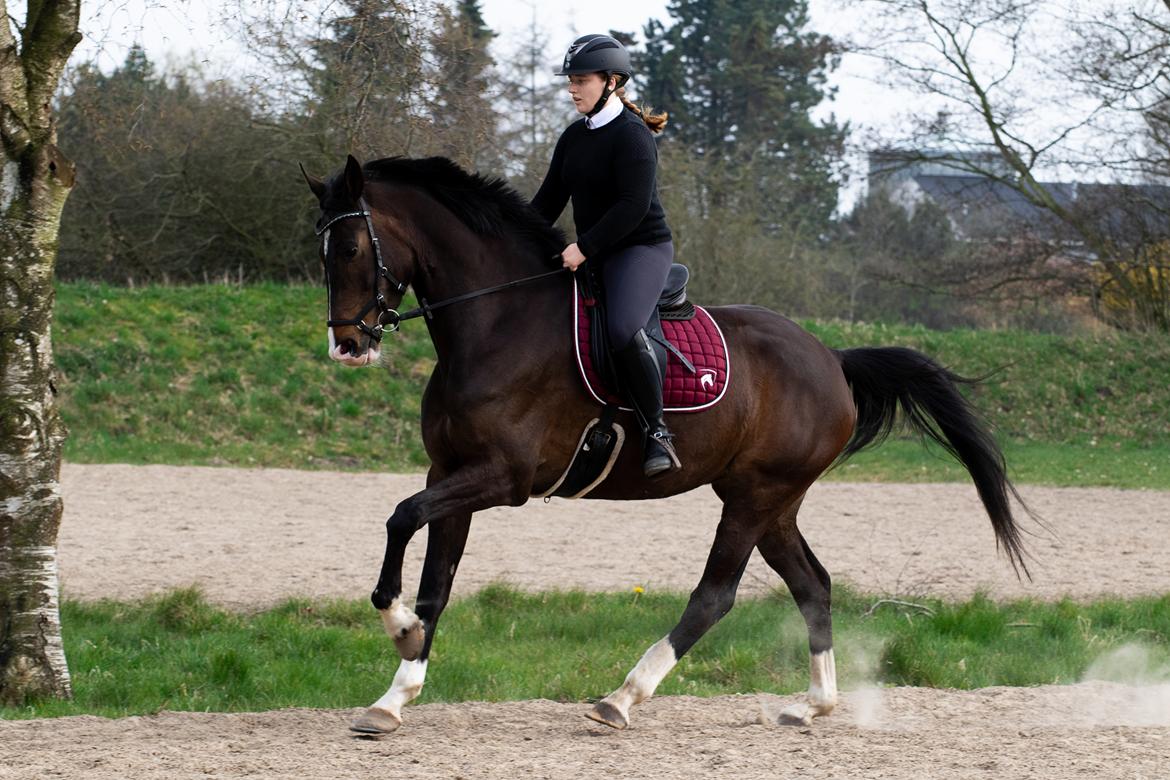 Dansk Varmblod Foulum´s Dia billede 4