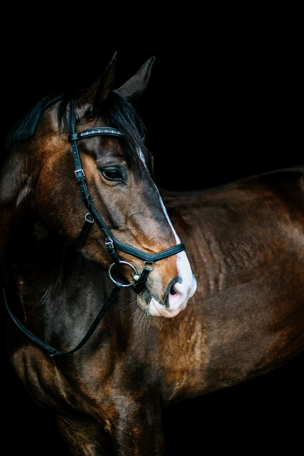 Dansk Varmblod Foulum´s Dia billede 1