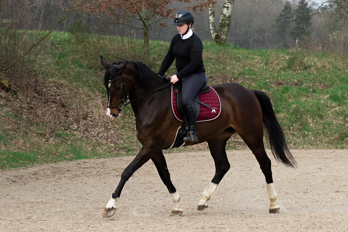 Dansk Varmblod Foulum´s Dia billede 6