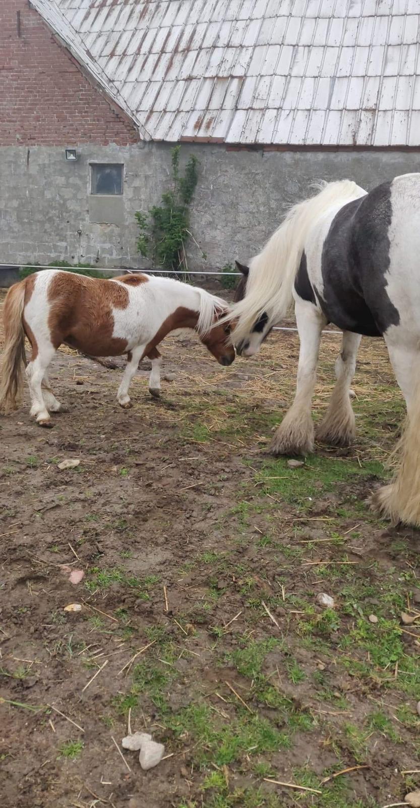 Irish Cob LL. Mølgaards McCoy - Sommergræs hos Sara billede 7