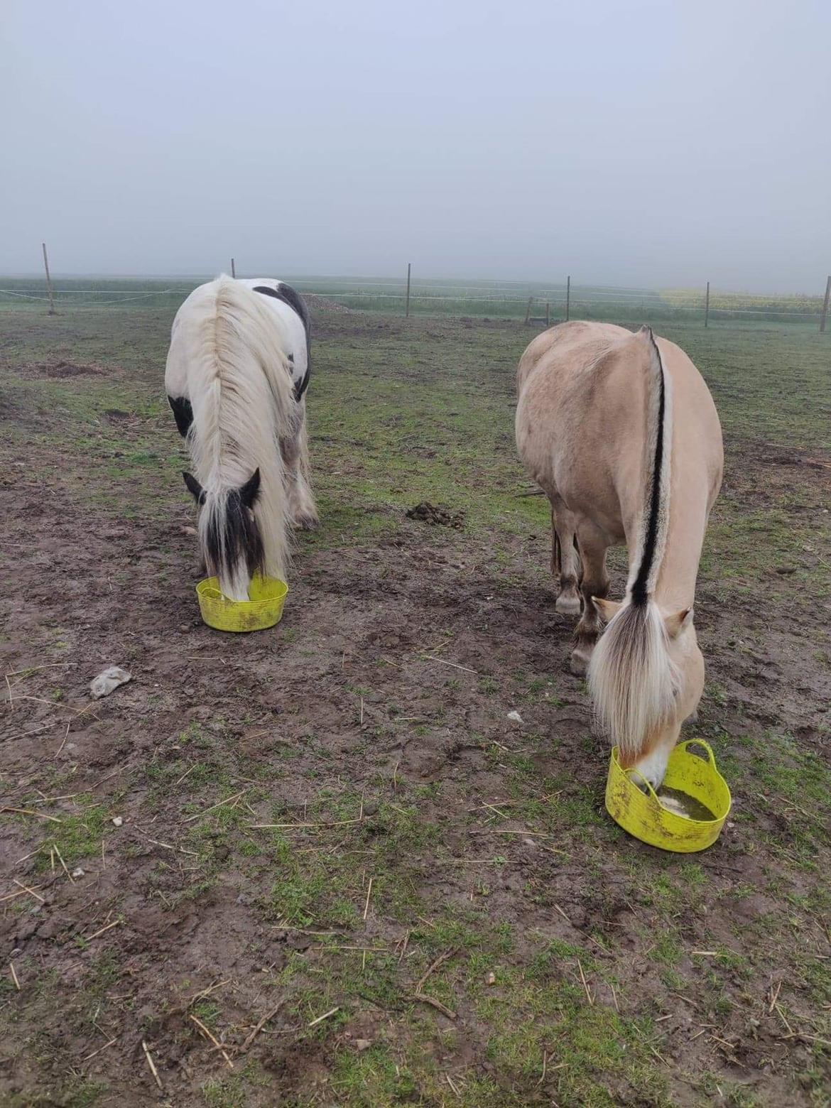 Irish Cob LL. Mølgaards McCoy - Sommergræs hos Sara billede 8