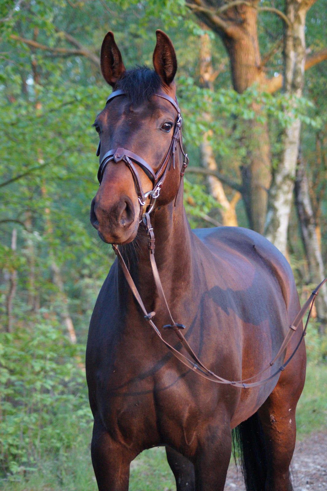 Anden særlig race Montana billede 3