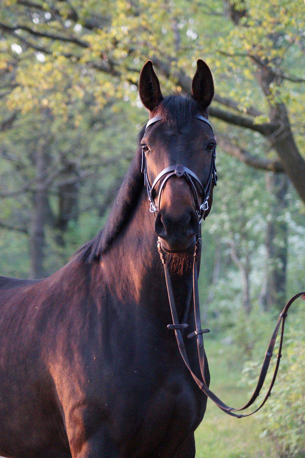 Anden særlig race Montana billede 18