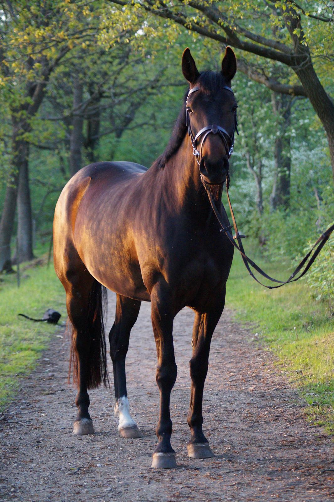 Anden særlig race Montana billede 8