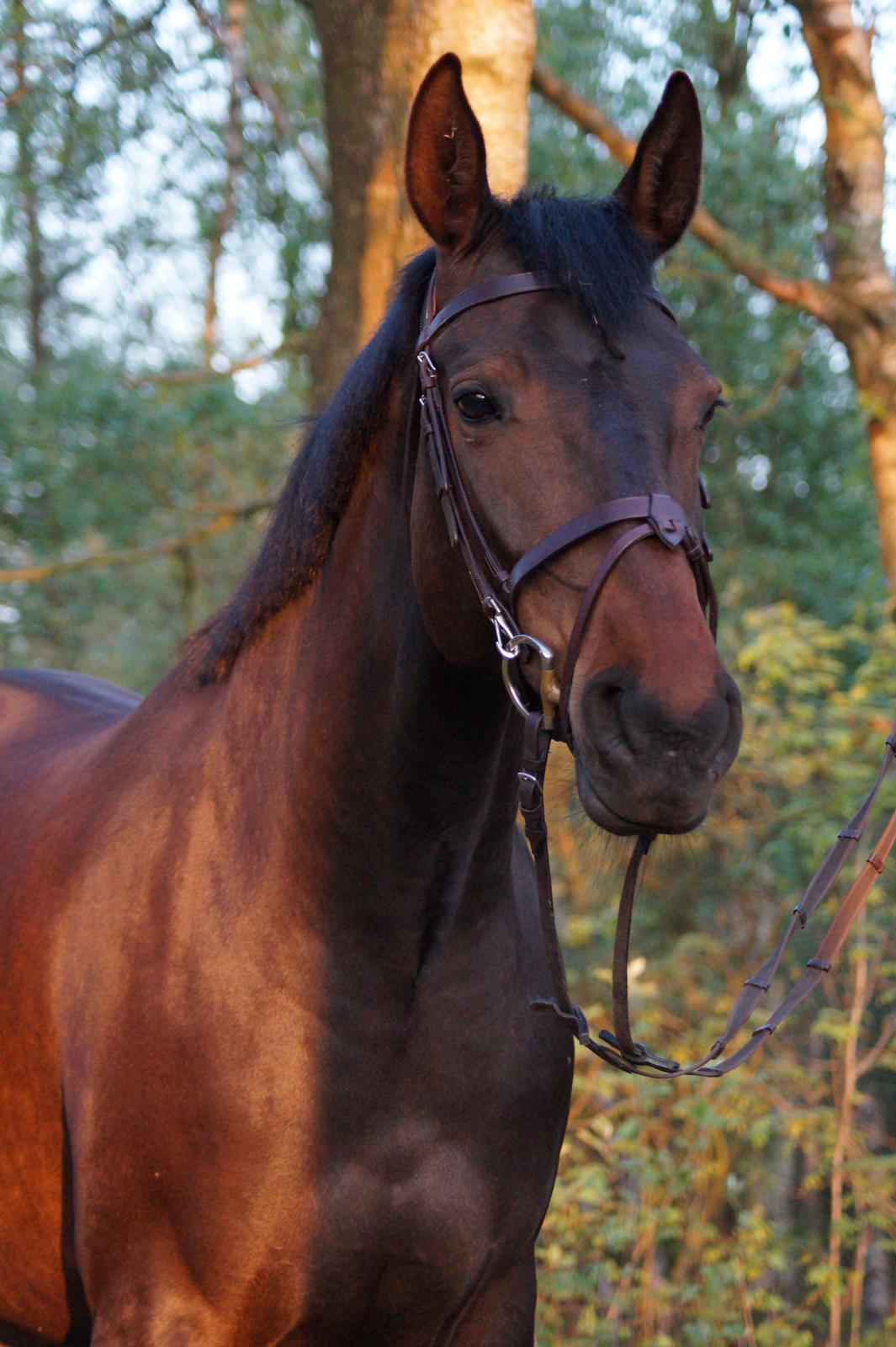 Anden særlig race Montana billede 1