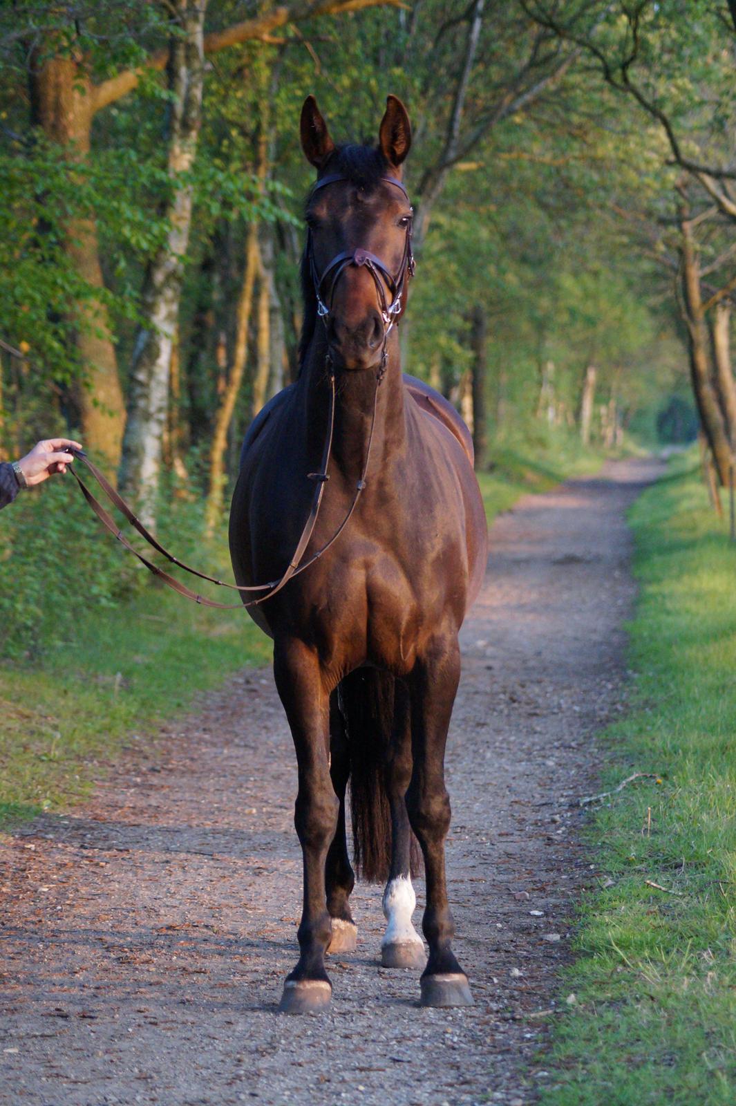 Anden særlig race Montana billede 20