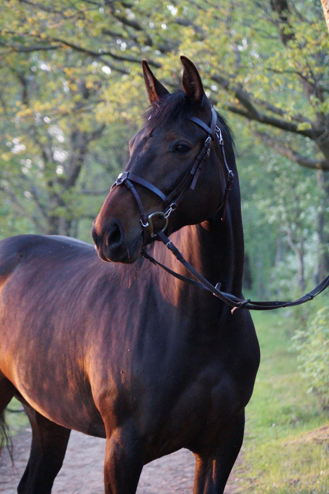 Anden særlig race Montana billede 10