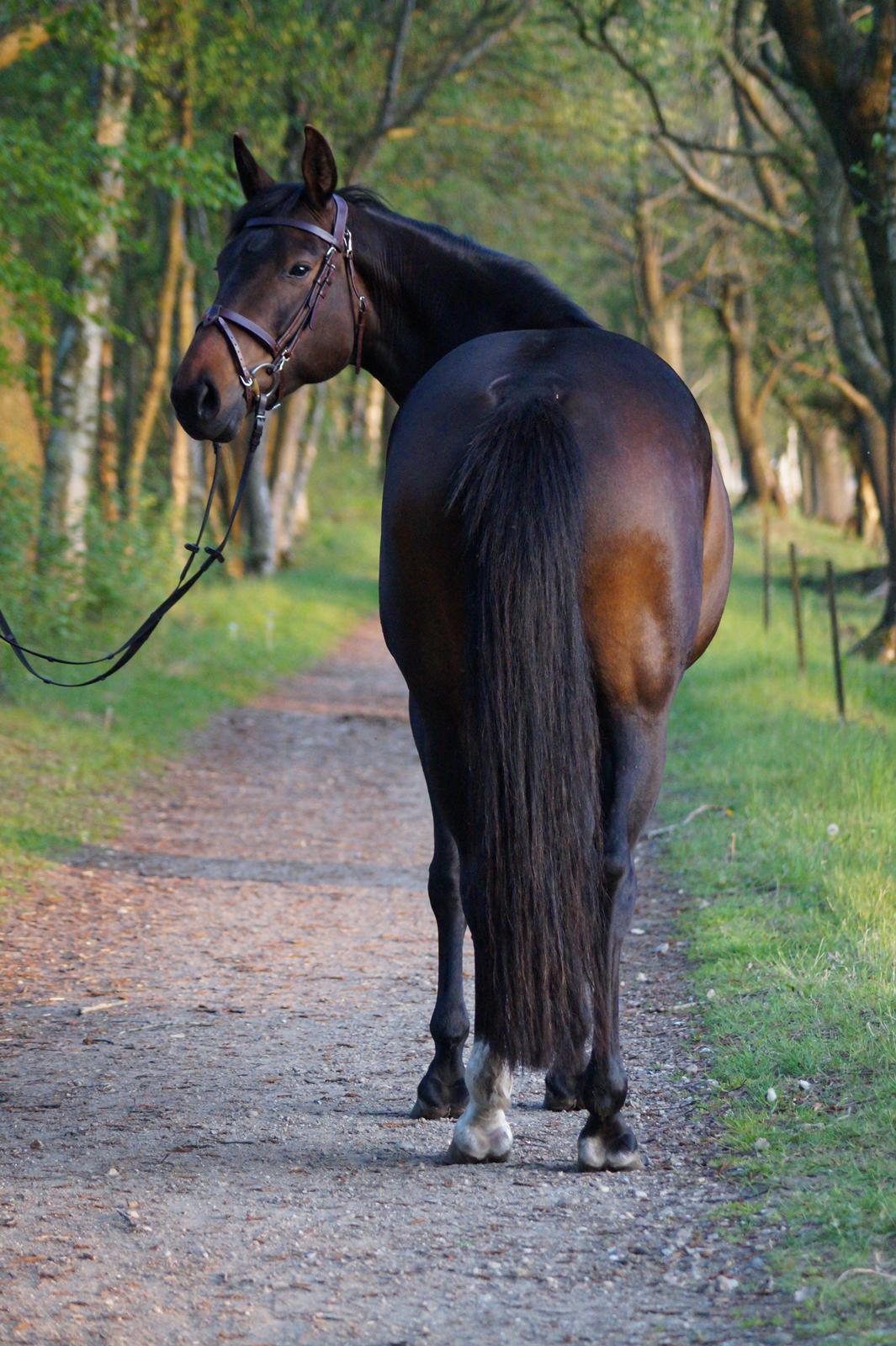 Anden særlig race Montana billede 13