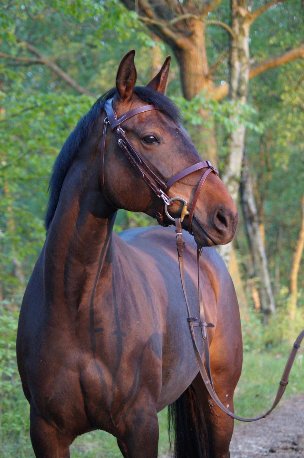 Anden særlig race Montana billede 23