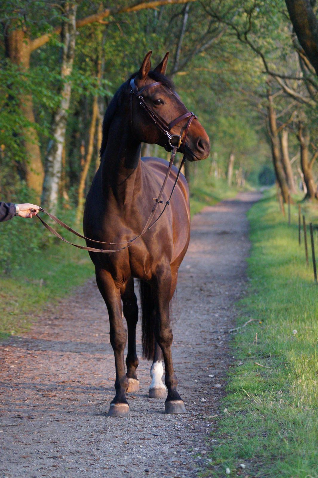 Anden særlig race Montana billede 22
