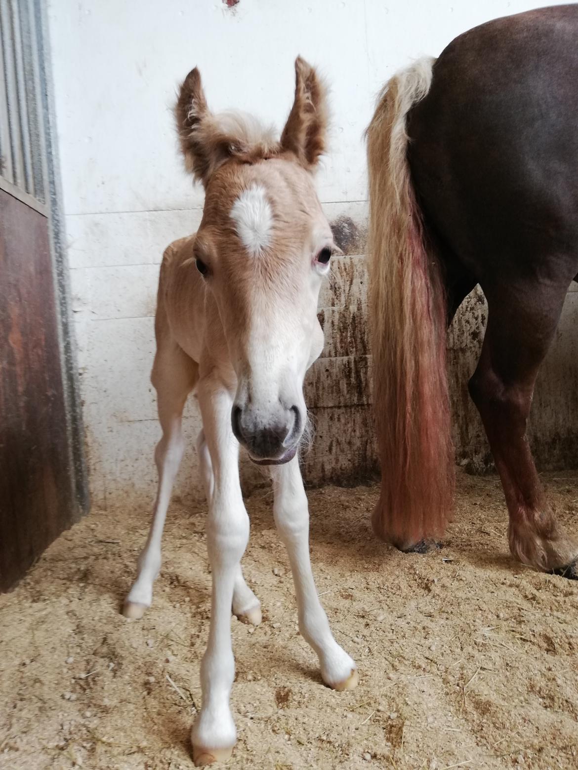 Haflinger Narciso W. K. - Dagen derpå. billede 1