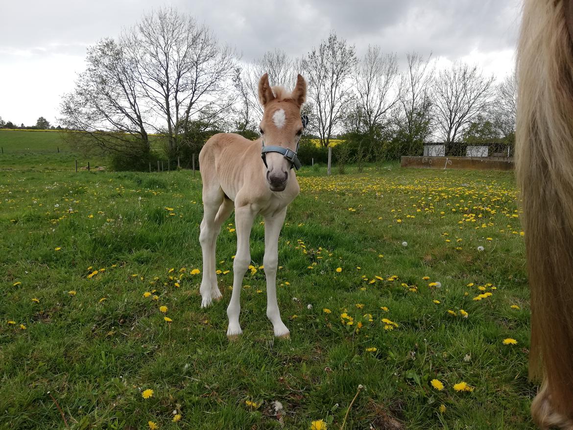 Haflinger Narciso W. K. - 1 døgn gammel. billede 2