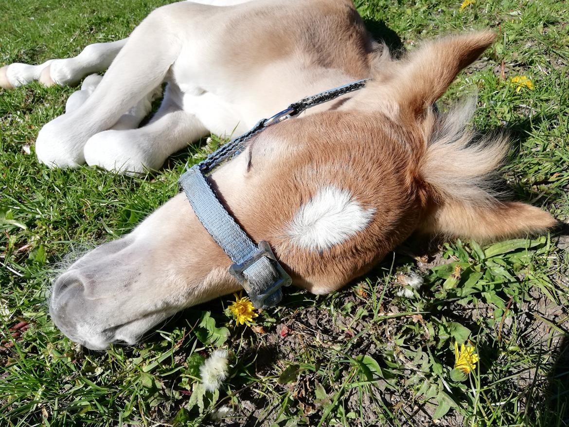 Haflinger Narciso W. K. billede 3