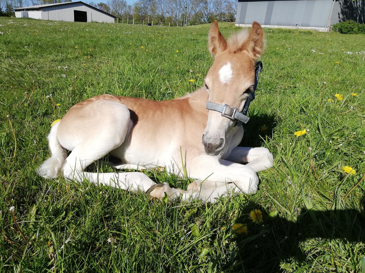 Haflinger Narciso W. K. billede 4