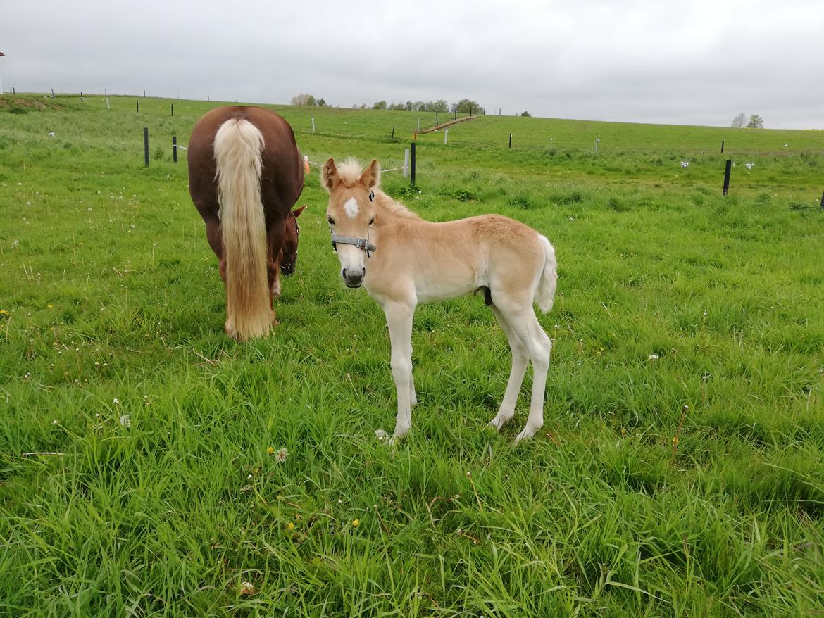 Haflinger Narciso W. K. billede 5