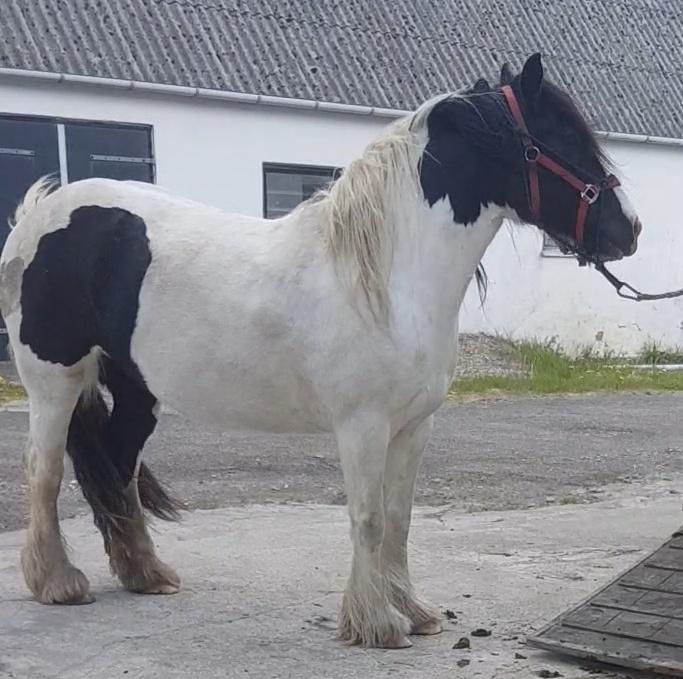 Tinker Sanaya (Rindoms Madam Mim) billede 16