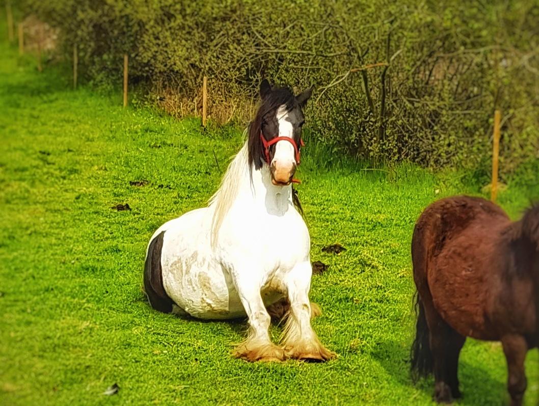 Tinker Sanaya (Rindoms Madam Mim) billede 20