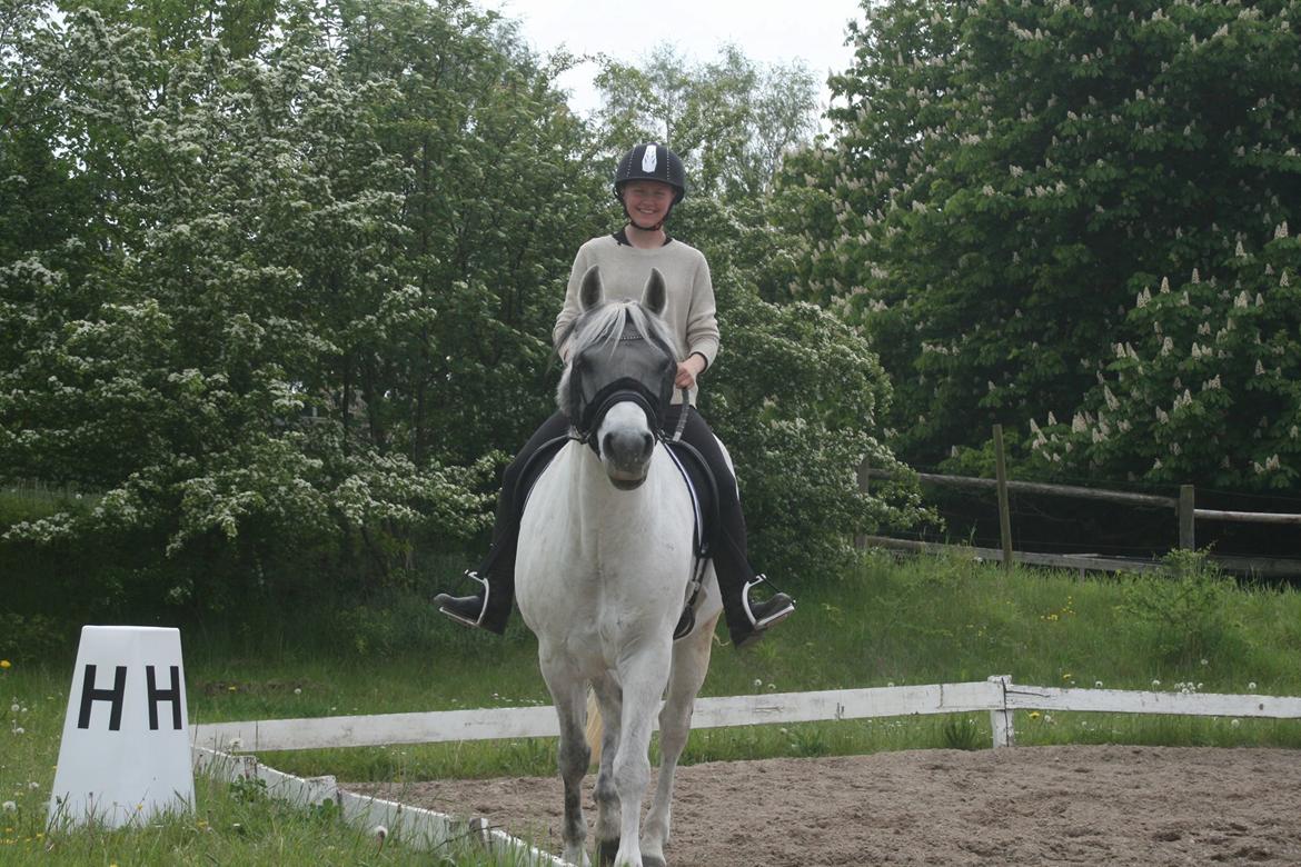 Connemara Hedegårdens Isabella billede 10