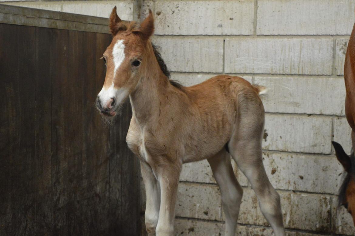 Welsh Cob (sec D) Noerrelide's credence barebone billede 1