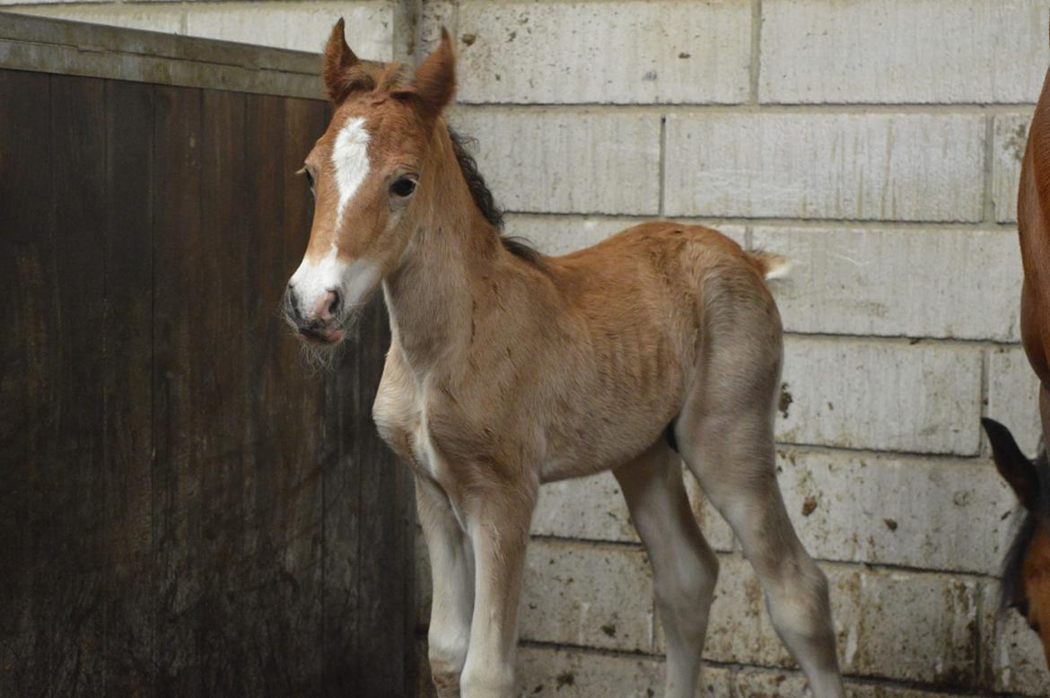Welsh Cob (sec D) Noerrelide's credence barebone billede 1