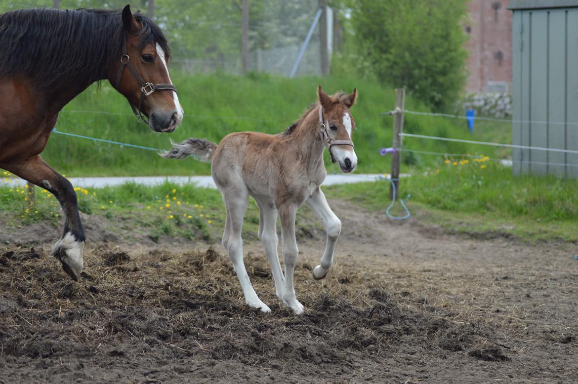 Welsh Cob (sec D) Noerrelide's credence barebone billede 3