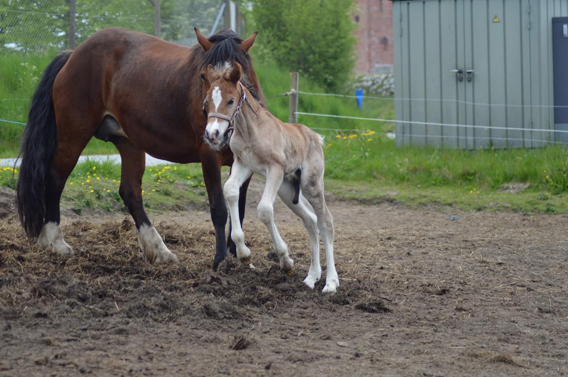 Welsh Cob (sec D) Noerrelide's credence barebone billede 5