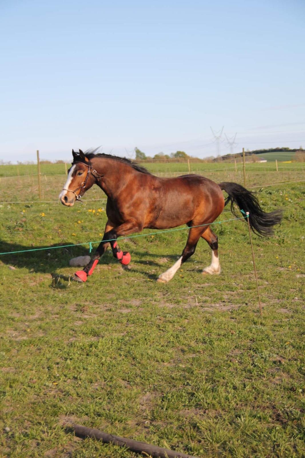 Welsh Pony af Cob-type (sec C) Flynn Rider billede 33