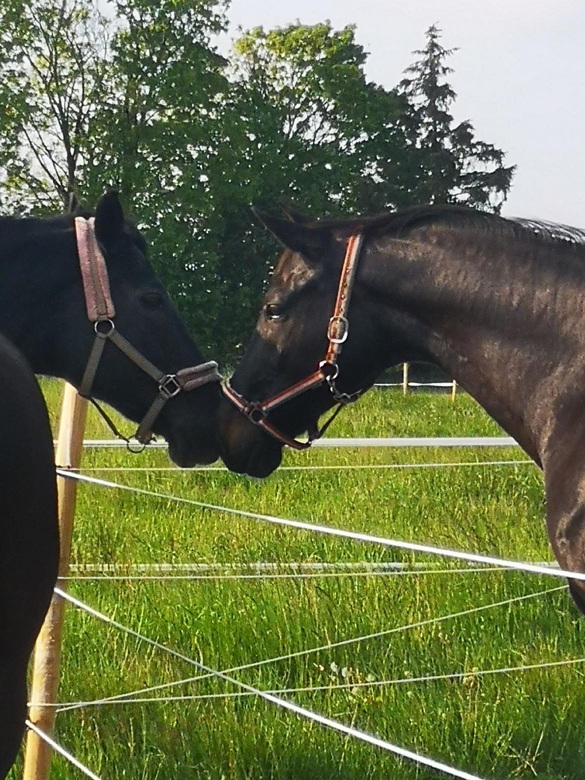 Anden særlig race wanilia billede 14