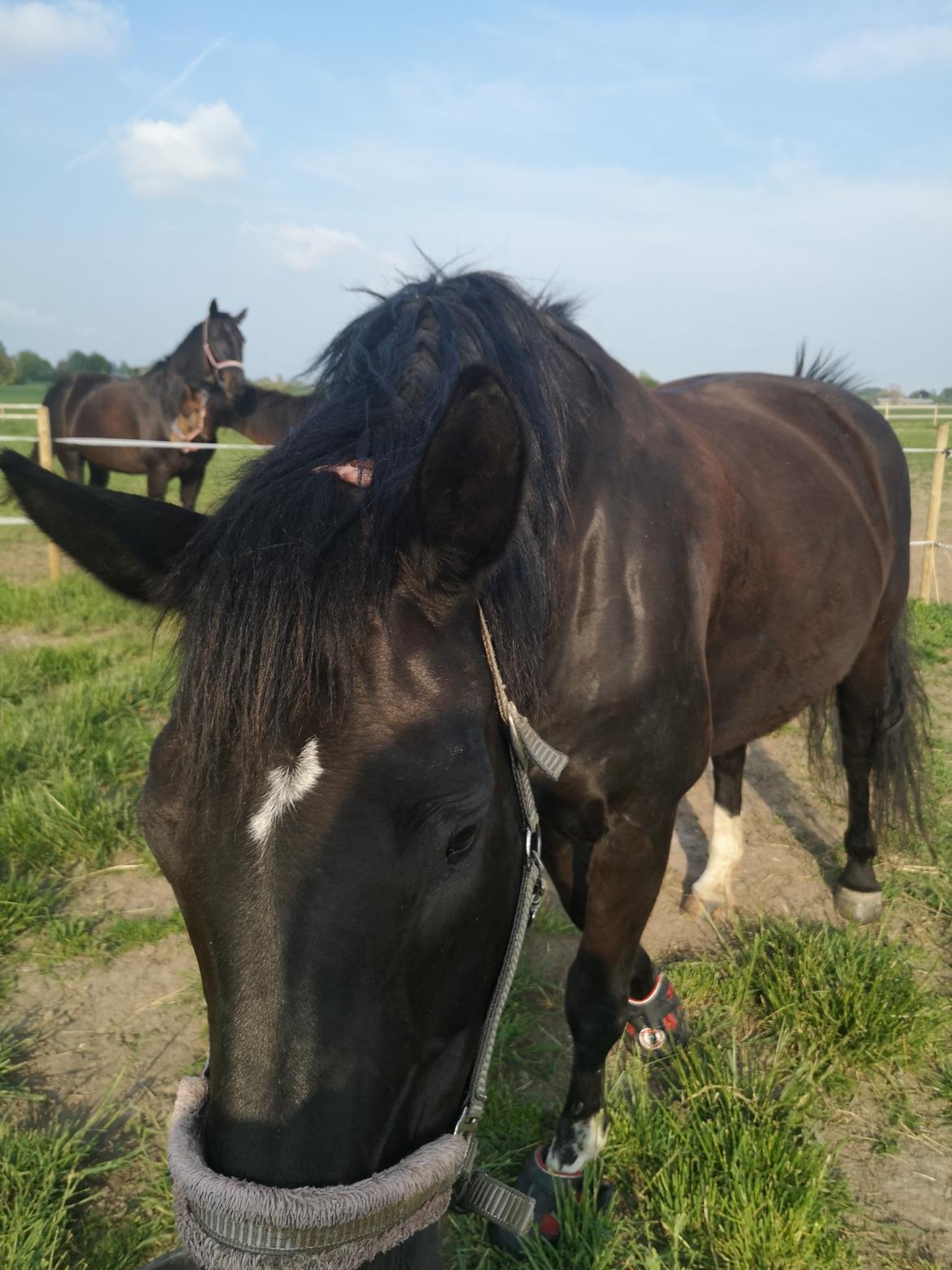 Anden særlig race wanilia billede 13