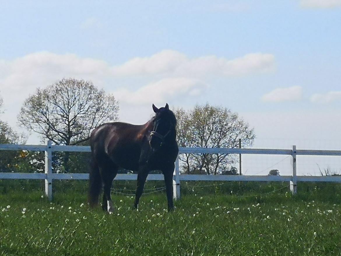 Anden særlig race wanilia billede 15