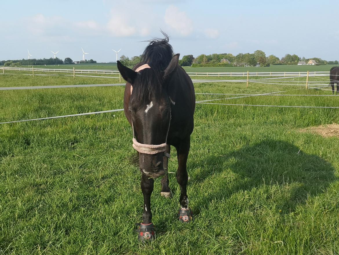 Anden særlig race wanilia billede 12