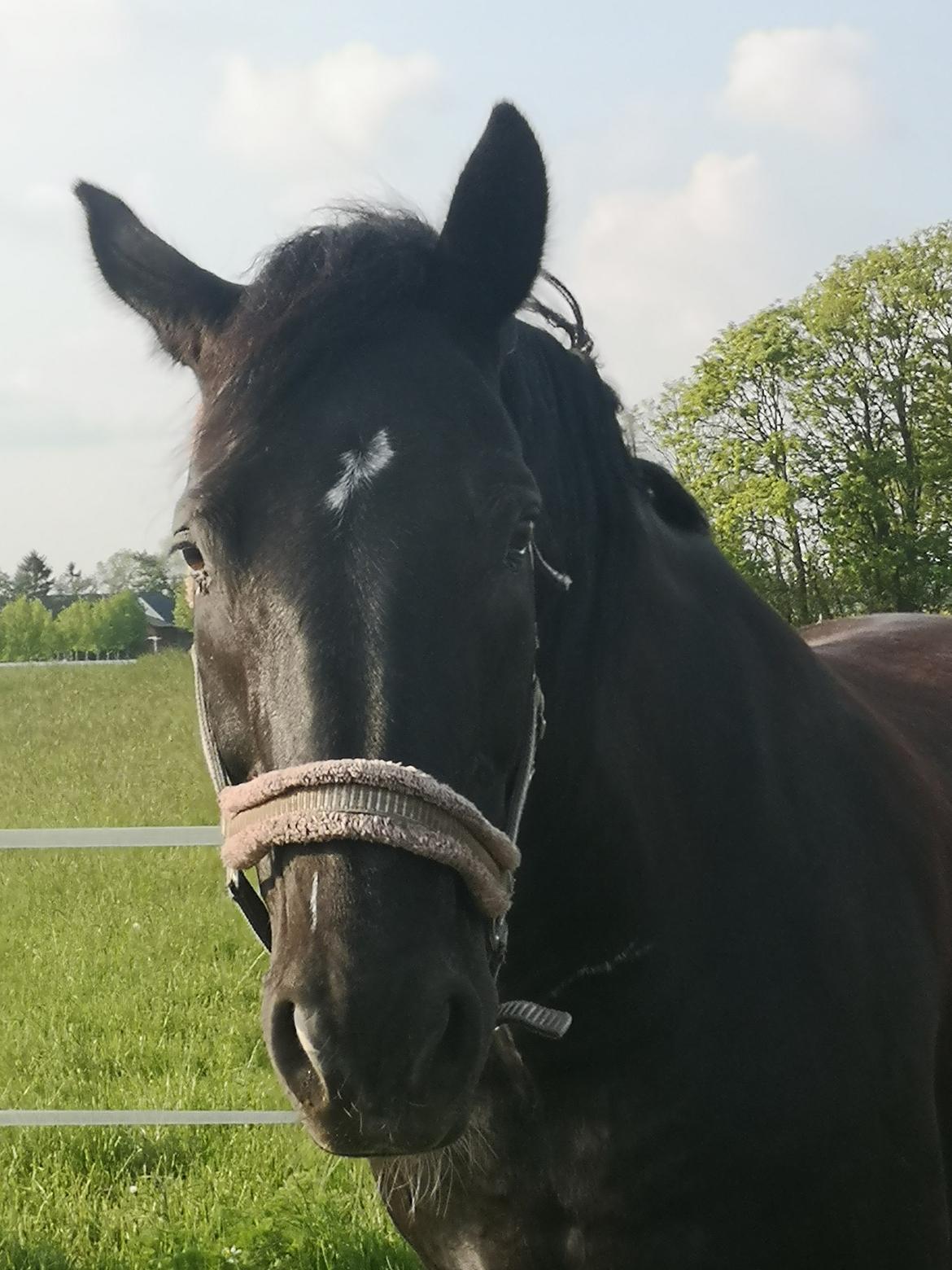 Anden særlig race wanilia billede 17