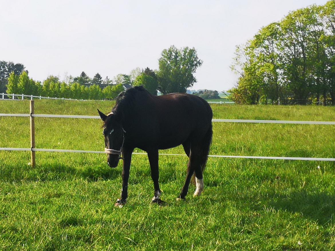 Anden særlig race wanilia billede 18