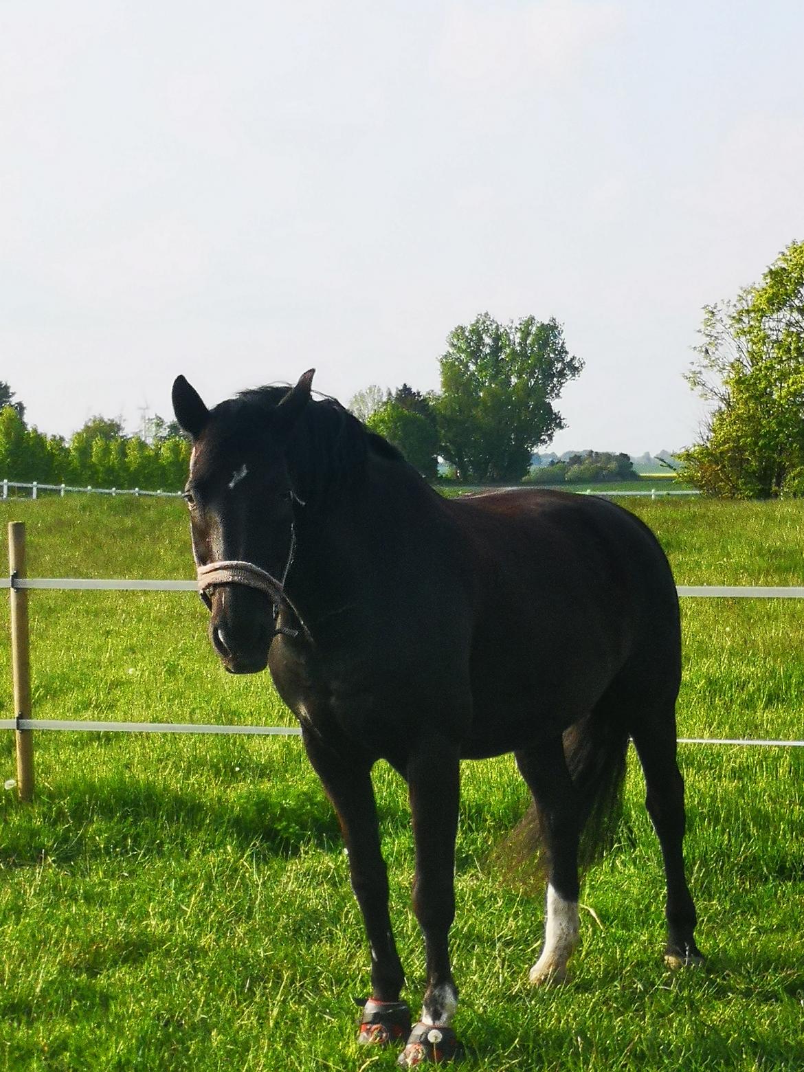 Anden særlig race wanilia billede 19