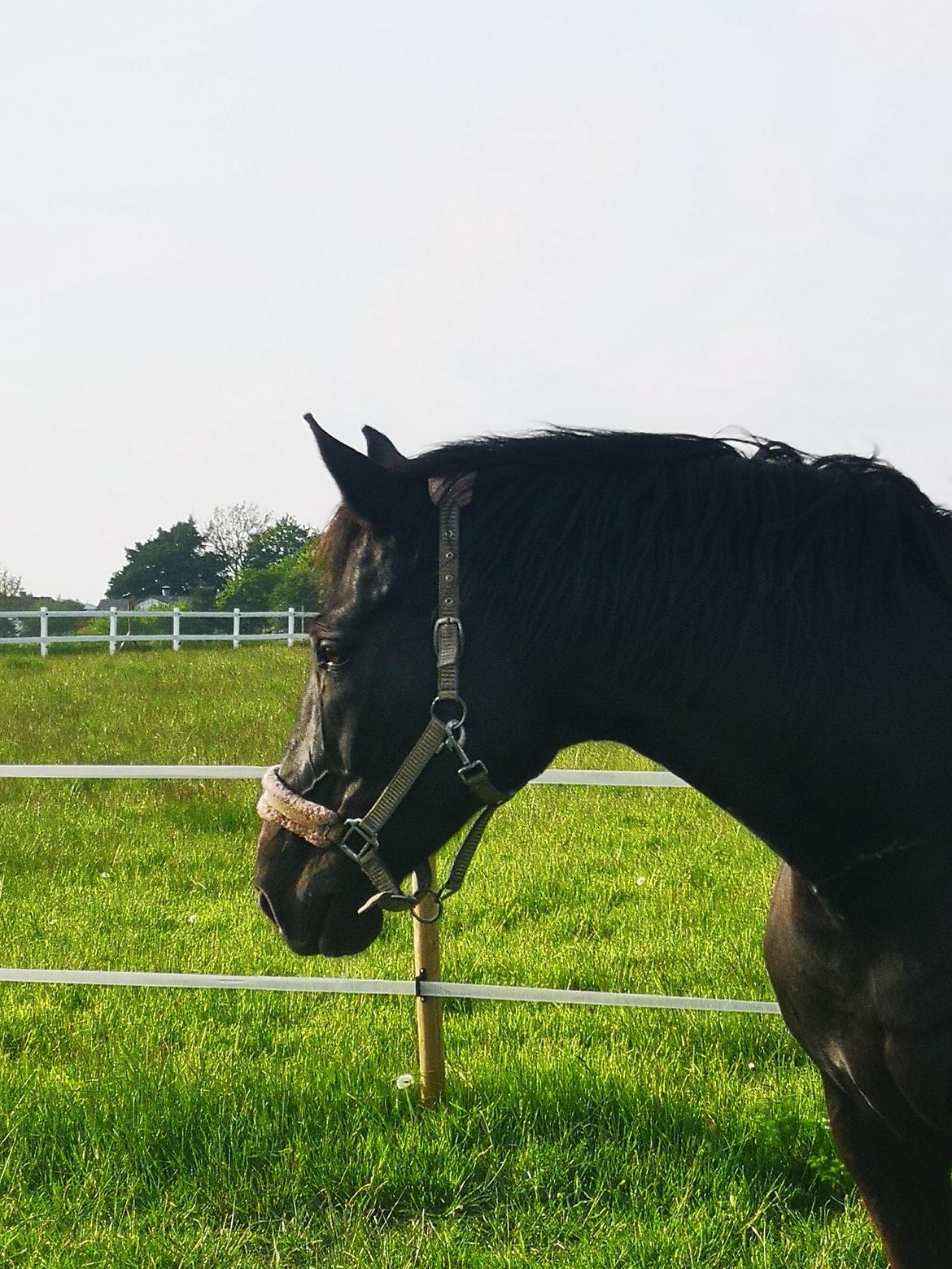 Anden særlig race wanilia billede 16