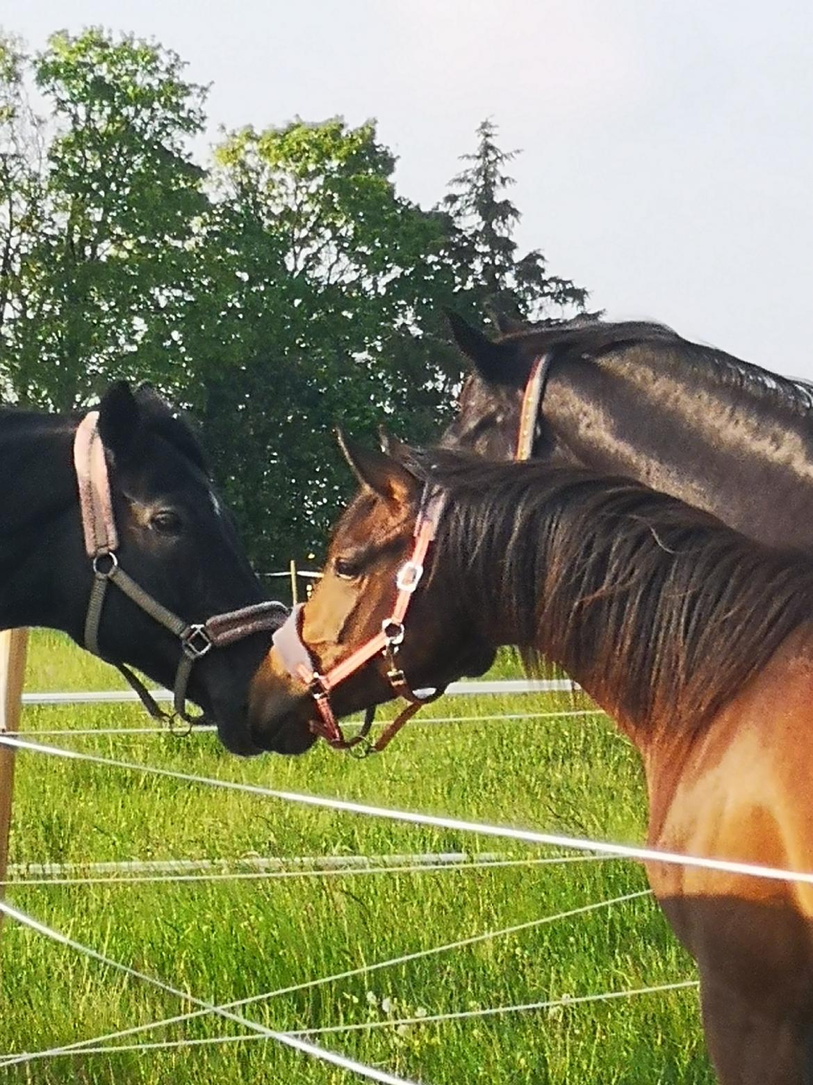 Anden særlig race wanilia billede 10