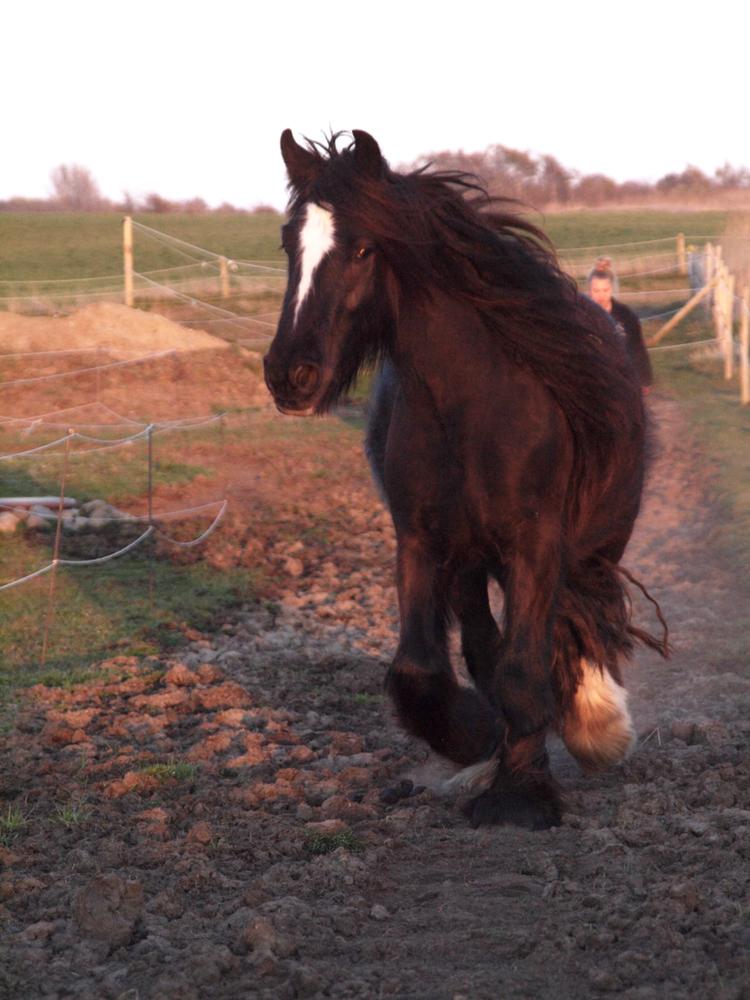Irish Cob Nydal's Dark Knight of Sorcas - 19/04/19 billede 5