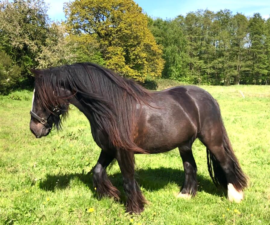 Irish Cob Nydal's Dark Knight of Sorcas - 16/05/19  billede 3