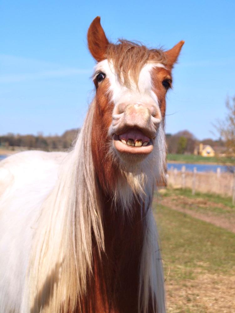 Irish Cob Nydal's Spencer - 20/04/19 er det en hest? er det en lama? the world may never know billede 9