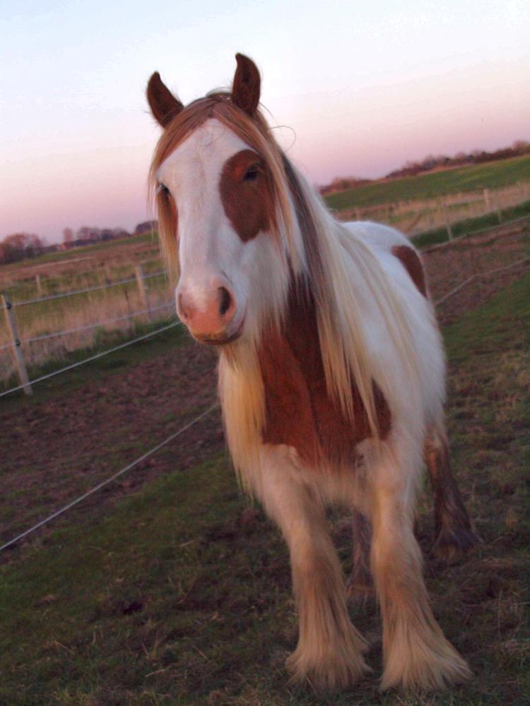 Irish Cob Nydal's Spencer - 19/04/19 han har bare udviklet sig SÅ godt, og er allerede godt bred! billede 10